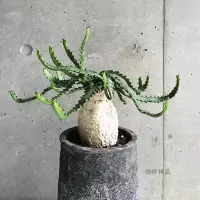 在飛比找蝦皮購物優惠-♥烊烊精品♥飛龍 飛龍大戟 種子 Euphorbia ste