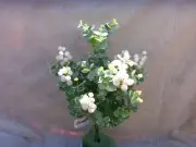 15" PLASTIC FROSTED EUCBERRY BUSH (x9 STEM) WHITE (ARTIFICIAL FLOWERS CHRISTMAS)