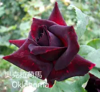 在飛比找Yahoo!奇摩拍賣優惠-(缺貨中)花花世界_玫瑰苗--奧克拉荷馬，Oklahoma-