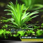 【AC草影】玻利維亞穀精2010型【一株】穀精草 水生植物 真水草 綠水草 魚缸造景 魚缸水草 前景草