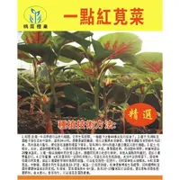 在飛比找蝦皮購物優惠-【原廠包裝】【紅莧菜種子】紅圓葉莧菜種子 蔬菜種子 野菜陽臺