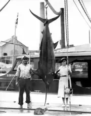 Blue Marlin In Cuba 1939 Old Fishing Photo