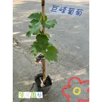 在飛比找蝦皮購物優惠-【筌哥園藝】葡萄苗｜巨峰葡萄｜5寸盆