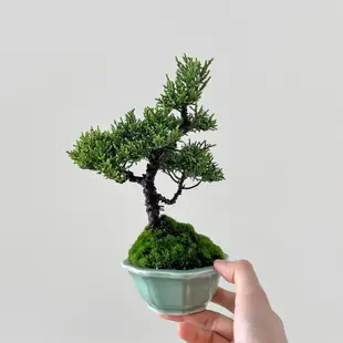 【Tanaka Bonsai】TP568 日本紀州真柏盆景｜松柏盆栽