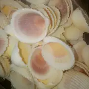 500g rose cockle seashells shells. Art craft beach decor pink