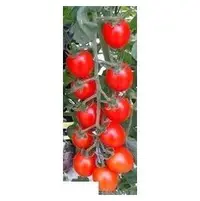 在飛比找Yahoo!奇摩拍賣優惠-甜蜜蕃茄32號蕃茄種子