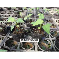 在飛比找蝦皮購物優惠-台農二號木瓜/木瓜苗/永吉種苗園