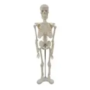 Human Skeleton Model for Anatomy Human Skeleton Model with Movable Arms and Legs