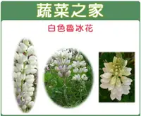 在飛比找樂天市場購物網優惠-【蔬菜之家00H06-1】H06.魯冰花(旺花白色)種子1公