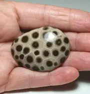 Petoskey Stone HAND POLISHED Pocket Holding Michigan Fossil Beach Rock