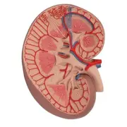 3B Scientific Basic Kidney Section Model, 3 times Full-Size Anatomical K09 New!