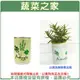 【蔬菜之家004-E00-1】iPlant易開罐花卉-迷迭香2入/組(2入優惠價-單罐85元) 種子 園藝 園藝用品 園藝資材 園藝盆栽 園藝裝飾