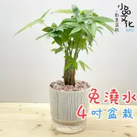 在飛比找蝦皮商城優惠-【小品文化】森林馬拉巴栗【現貨】4吋仿瓷免澆水盆栽 室內植物