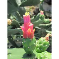 在飛比找蝦皮購物優惠-落地仙人掌●Grounding Opuntia Cactus