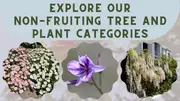 Buy Rainforest Trees, Native Plants, Ornamentals Trees