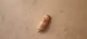 Single Sea Shell from Florida