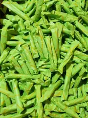 500 BULK Playtex Sport Regular Absorb Tampons (Plastic Scented Tampons) HUGE LOT
