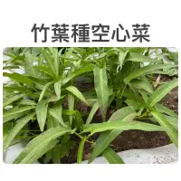 在飛比找蝦皮購物優惠-竹葉種空心菜(蕹菜)種子20公克(約400粒)