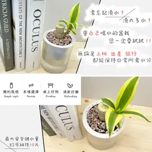 【小品文化】巴西鐵樹【現貨】3吋條紋圓免澆水盆栽 懶人盆栽 觀葉植物 室內植物 自動吸水 創意花盆 居家辦公盆花