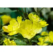 EVENING PRIMROSE / Oenothera biennis seeds