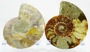 Large PAIR Ammonite MultiColor Crystals XXL 130mm 110myo FOSSIL 5.2" e4955xx