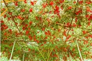 TOMATO 'Giant Tree' seeds