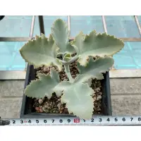 在飛比找蝦皮購物優惠-多肉 仙人掌 植物 Kalanchoe 景天科伽藍菜屬 兔耳