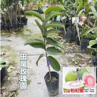 在飛比找蝦皮購物優惠-田尾玫瑰園 l 【嫁接】粉紅蜜芭樂【4.5吋黑軟盆 高度約5