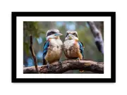 Laughing Kookaburra Pair Framed Print