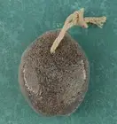 Natural Lava Pumice Stone for Feet with Strap Pedicure Exfoliator New