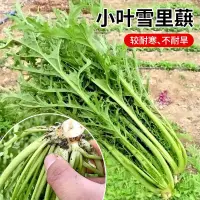 在飛比找蝦皮購物優惠-現貨、種子 小葉雪里蕻種子雪里紅雪菜金絲芥菜咸菜四季青菜蔬菜