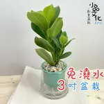 【小品文化】書帶木【現貨】3吋山形免澆水盆栽 室內植物 辦公室盆栽 懶人盆栽 水培植物 水培盆栽 植栽