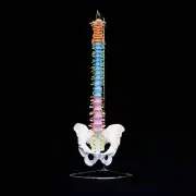 Didactic Vertebral Column with Pelvis Model - Medical Skeleton Anatomical Spine
