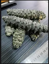 在飛比找蝦皮購物優惠-龍紋刺參 海參 刺參 鮑魚罐頭 車輪牌鮑魚 魚翅 花膠 乾鮑