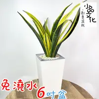 在飛比找蝦皮商城優惠-【現貨】【小品文化】黃金長葉虎尾蘭 6吋磚紋免澆水盆栽 觀葉