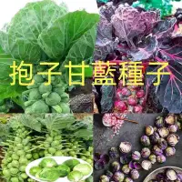 在飛比找蝦皮購物優惠-正宗高產【抱子甘藍種子】綠色甘藍紫色孢子甘藍春秋四季播