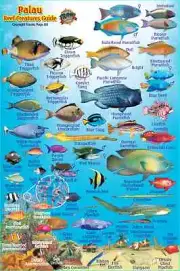 Franko Palau Reef Creatures Guide Waterproof Fish Identification Card 4" x 6"