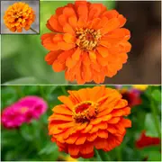 Zinnia - Oriole (Orange & Gold) seeds