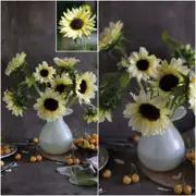 Sunflower - Lemon Striker seeds