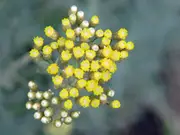 Buy Curry Plant - Helichrysum italicum