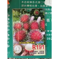 在飛比找蝦皮購物優惠-霏霏園藝   馬來西亞做好品種紅毛丹 R191紅毛丹嫁接苗原