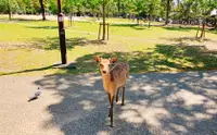 在飛比找KLOOK 客路優惠-京都和奈良公園一日遊（含午餐 - 大阪出發）