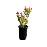 180mm Harlequin - Leucadendron salignum