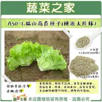 在飛比找樂天市場購物網優惠-【蔬菜之家】A50-1.福山萵苣種子(桃源大陸妹)種子(共有