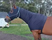 Horse skinny hood- available in 3 colours, cheaper when you buy 2 or more