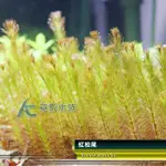 【AC草影】紅松尾【八株】光合作用旺盛 陽性水草 主景草 紅草 水生植物 水草造景 真水草 魚缸造景 魚缸水草