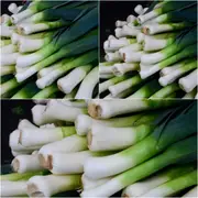 Leek - American Flag seeds
