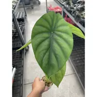 在飛比找蝦皮購物優惠-霏霏園藝綠盾觀音蓮 Alocasia clypeolata 