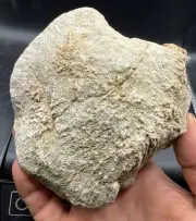 Fossilized Coral Devonian Crystal Indiana Quartz Calcite Limestone 988 Grams