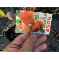 在飛比找蝦皮購物優惠-『宥植栽&果苗』次郎甜柿 高度40-50公分